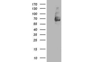 Western Blotting (WB) image for anti-Lectin, Galactoside-Binding, Soluble, 3 Binding Protein (LGALS3BP) (AA 19-300) antibody (ABIN1491078) (LGALS3BP 抗体  (AA 19-300))