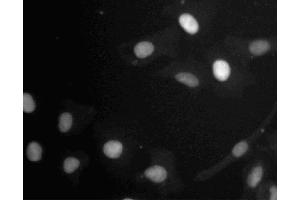 Immunofluorescent staining of A549 (ATCC CCL-185) cells. (Retinoblastoma 1 抗体  (AA 332-344))