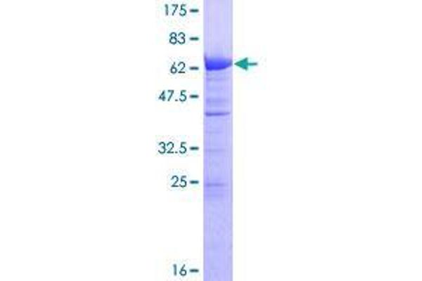 TMOD3 Protein (AA 1-352) (GST tag)
