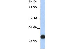 Western Blotting (WB) image for anti-Transmembrane Protein 123 (TMEM123) antibody (ABIN2459378) (TMEM123 抗体)