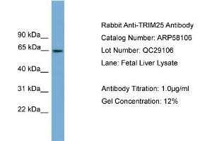 WB Suggested Anti-TRIM25  Antibody Titration: 0. (TRIM25 抗体  (Middle Region))