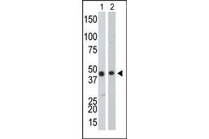The anti-CKB Pab is used in Western blot to detect CKB in Y79 cell lysate (Lane 1) and mouse colon tissue lysate (Lane 2). (CKB 抗体  (Middle Region))