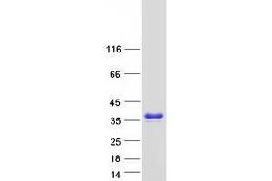 Western Blotting (WB) image for Pleckstrin Homology Domain Containing, Family B (Evectins) Member 1 (PLEKHB1) (Transcript Variant 1) protein (Myc-DYKDDDDK Tag) (ABIN2712346)