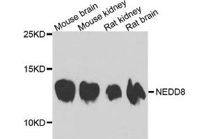 Western blot analysis of extract of various cells, using NEDD8 antibody. (NEDD8 抗体)