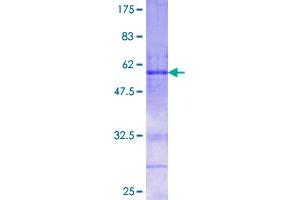 FSTL3 Protein (AA 27-263) (GST tag)