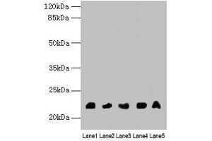 Western blot All lanes: NRSN1 antibody at 3 μg/mL Lane 1: Mouse stomach tissue Lane 2: Mouse kidney tissue Lane 3: Mouse thymus tissue Lane 4: Hela whole cell lysate Lane 5: 293T whole cell lysate Secondary Goat polyclonal to rabbit IgG at 1/10000 dilution Predicted band size: 22 kDa Observed band size: 22 kDa (Neurensin 1 抗体  (AA 1-65))