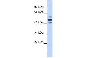 HSPBAP1 antibody used at 2.