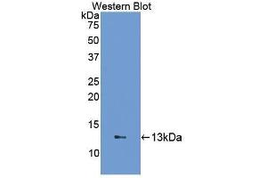 Western Blotting (WB) image for anti-Fatty Acid Binding Protein 1, Liver (FABP1) (AA 2-127) antibody (ABIN1078013) (FABP1 抗体  (AA 2-127))