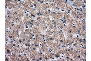Immunohistochemical staining of paraffin-embedded Ovary tissue using anti-RPA2 mouse monoclonal antibody. (RPA2 抗体)