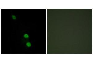 Immunofluorescence (IF) image for anti-TEA Domain Family Member 2 (TEAD2) (Internal Region) antibody (ABIN1849634) (TEAD2 抗体  (Internal Region))