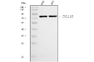Western blot analysis of TTLL12 using anti-TTLL12 antibody (ABIN7602497). (TTLL12 抗体  (AA 8-634))