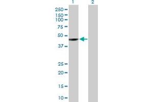 Western Blot analysis of NEIL1 expression in transfected 293T cell line by NEIL1 MaxPab polyclonal antibody. (NEIL1 抗体  (AA 1-390))