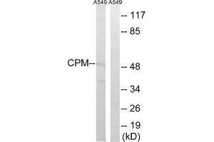Western Blotting (WB) image for anti-Carboxypeptidase M (CPM) (Internal Region) antibody (ABIN1851024) (CPM 抗体  (Internal Region))