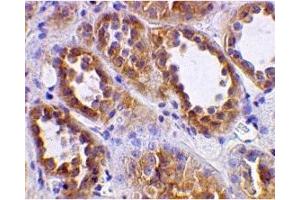 Immunohistochemistry (IHC) image for anti-Angiotensin I Converting Enzyme 2 (ACE2) (N-Term) antibody (ABIN1031210) (ACE2 抗体  (N-Term))