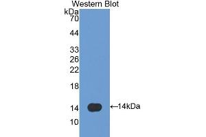 Detection of Recombinant SPD, Mouse using Polyclonal Antibody to Surfactant Associated Protein D (SPD) (SFTPD 抗体  (AA 259-374))