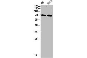 Western blot analysis of 293T Hela 3T3 lysate, antibody was diluted at 500. (PRC1 抗体  (AA 460-520))