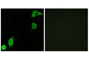 Immunofluorescence (IF) image for anti-Ribosomal Protein S20 (RPS20) (Internal Region) antibody (ABIN1850583) (RPS20 抗体  (Internal Region))