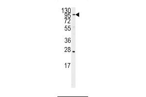 Western blot analysis of anti-ARTS1 Antibody (Center) (ABIN392336 and ABIN2841976) in Ramos cell line lysates (35 μg/lane). (ERAP1 抗体  (AA 451-480))