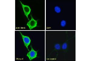 ABIN1019673 Immunofluorescence analysis of paraformaldehyde fixed NIH3T3 cells, permeabilized with 0. (STRA6 抗体  (AA 187-199))