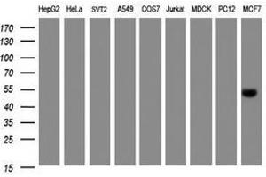 Image no. 1 for anti-Selenium Binding Protein 1 (SELENBP1) antibody (ABIN1500862) (SELENBP1 抗体)