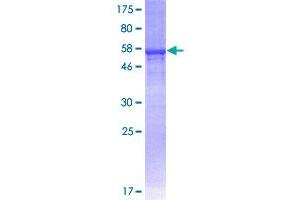 Image no. 1 for Inducible T-Cell Co-Stimulator Ligand (ICOSLG) (AA 20-302) protein (GST tag) (ABIN1307345)