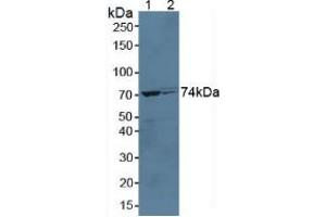 Western blot analysis of (1) Mouse Liver Tissue and (2) Rat Liver Tissue. (Growth Hormone Receptor 抗体  (AA 36-266))