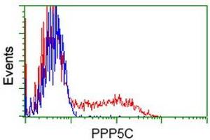Image no. 9 for anti-Protein Phosphatase 5, Catalytic Subunit (PPP5C) antibody (ABIN1500389)