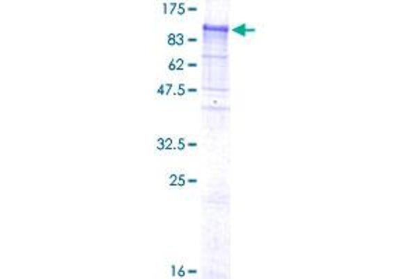 NELL1 Protein (AA 1-810) (GST tag)