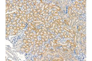 ABIN7094444 and ABIN7098492 at 1/100 staining Mouse kidney tissue by IHC-P. (KCNK2 抗体  (N-Term))