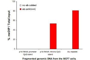 MeDIP assay was performed using fragmented genomic DNA from the MCF7 breast cancer cells, 5-mC monoclonal antibody, clone b  and optimized PCR primer sets for qPCR of the indicated regions. (5-Methylcytosine 抗体)