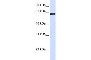 Western Blotting (WB) image for anti-Family with Sequence Similarity 116, Member A (FAM116A) antibody (ABIN2459687) (FAM116A 抗体)