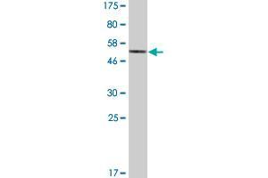 Western Blot detection against Immunogen (48.