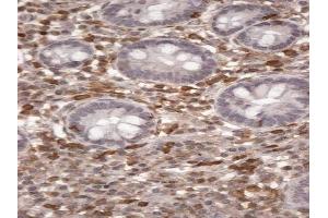 ABIN334485 (2µg/ml) staining of paraffin embedded Human Small Intestine. (s100a4 抗体  (C-Term))