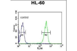 KRT9 Antibody (Center ) (ABIN652316 and ABIN2841447) flow cytometric analysis of HL-60 cells (right histogram) compared to a negative control cell (left histogram). (KRT9 抗体  (AA 302-331))