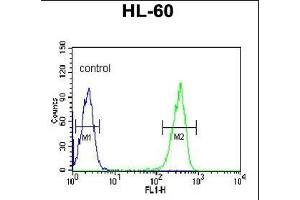 KRT9 Antibody (Center ) (ABIN652316 and ABIN2841447) flow cytometric analysis of HL-60 cells (right histogram) compared to a negative control cell (left histogram). (KRT9 抗体  (AA 302-331))