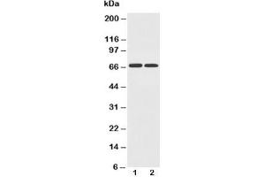 Western blot testing of GLUT12 antibody and Lane 1:  PC-12;  2: A549 cell lysate (GLUT12 抗体  (AA 256-272))