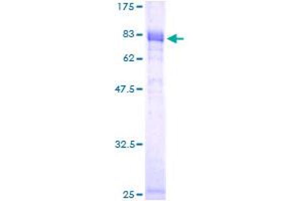 NFIL3 Protein (AA 1-462) (GST tag)