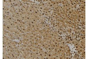 ABIN6273622 at 1/100 staining Mouse liver tissue by IHC-P. (FAIM 抗体  (Internal Region))