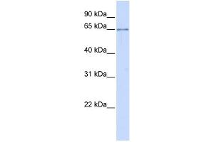 WB Suggested Anti-ALG6 Antibody Titration:  0. (ALG6 抗体  (N-Term))