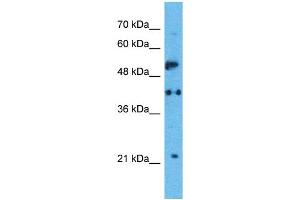 Western Blotting (WB) image for anti-Serotonin Receptor 1A (HTR1A) (N-Term) antibody (ABIN2792271)