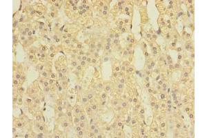 Immunohistochemistry of paraffin-embedded human adrenal gland tissue using ABIN7170432 at dilution of 1:100 (SPOP-B 抗体  (AA 48-374))