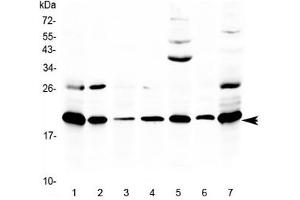 Western blot testing of 1) rat thymus, 2) rat lung, 3) rat spleen, 4) rat stomach, 5) rat PC-12 cells, 6) mouse thymus and 7) mouse NIH3T3 lysate with Ccl19 antibody at 0. (CCL19 抗体)