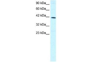 Human HepG2; WB Suggested Anti-FOXF2 Antibody Titration: 1. (FOXF2 抗体  (N-Term))