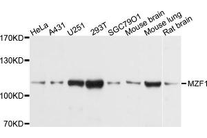 Western blot analysis of extracts of various cell lines, using MZF1 antibody (ABIN5998294) at 1/1000 dilution. (MZF1 抗体)