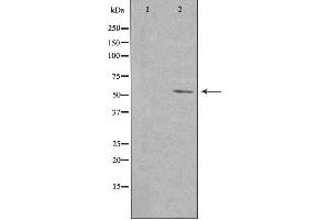 Western blot analysis of extracts from NIH/3T3 cells, using PVRL4 antibody.