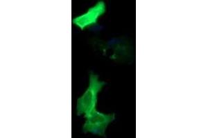 Image no. 1 for anti-Protocadherin 7 (PCDH7) antibody (ABIN1500047) (PCDH7 抗体)
