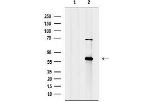 anti-D-Amino-Acid Oxidase (DAO) (C-Term) antibody