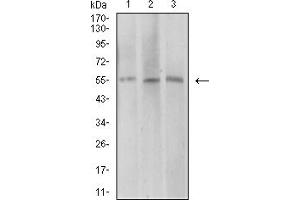 Western blot analysis using AEBP2 mouse mAb against COS7 (1), HepG2 (2), and SK-MES-1 (3) cell lysate. (AEBP2 抗体  (AA 358-495))
