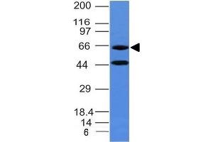 Western Blot of human Panc-1 cell lysate Chromogranin A Mouse Monoclonal Antibody (CHGA/777) (Chromogranin A 抗体)