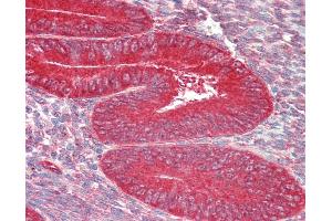 Anti-ZFP36L1 antibody IHC staining of human uterus. (ZFP36L1 抗体  (AA 46-95))